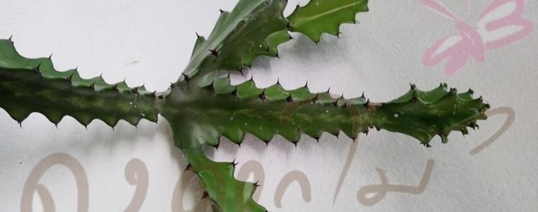 Euphorbia Antiquorum หรือ “สลัดได” พิษ แรง แฝง สรรพคุณ